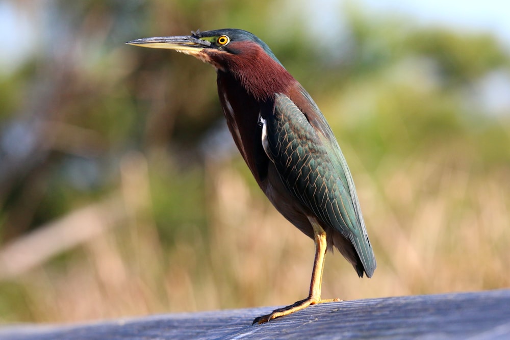 a bird standing on a fence