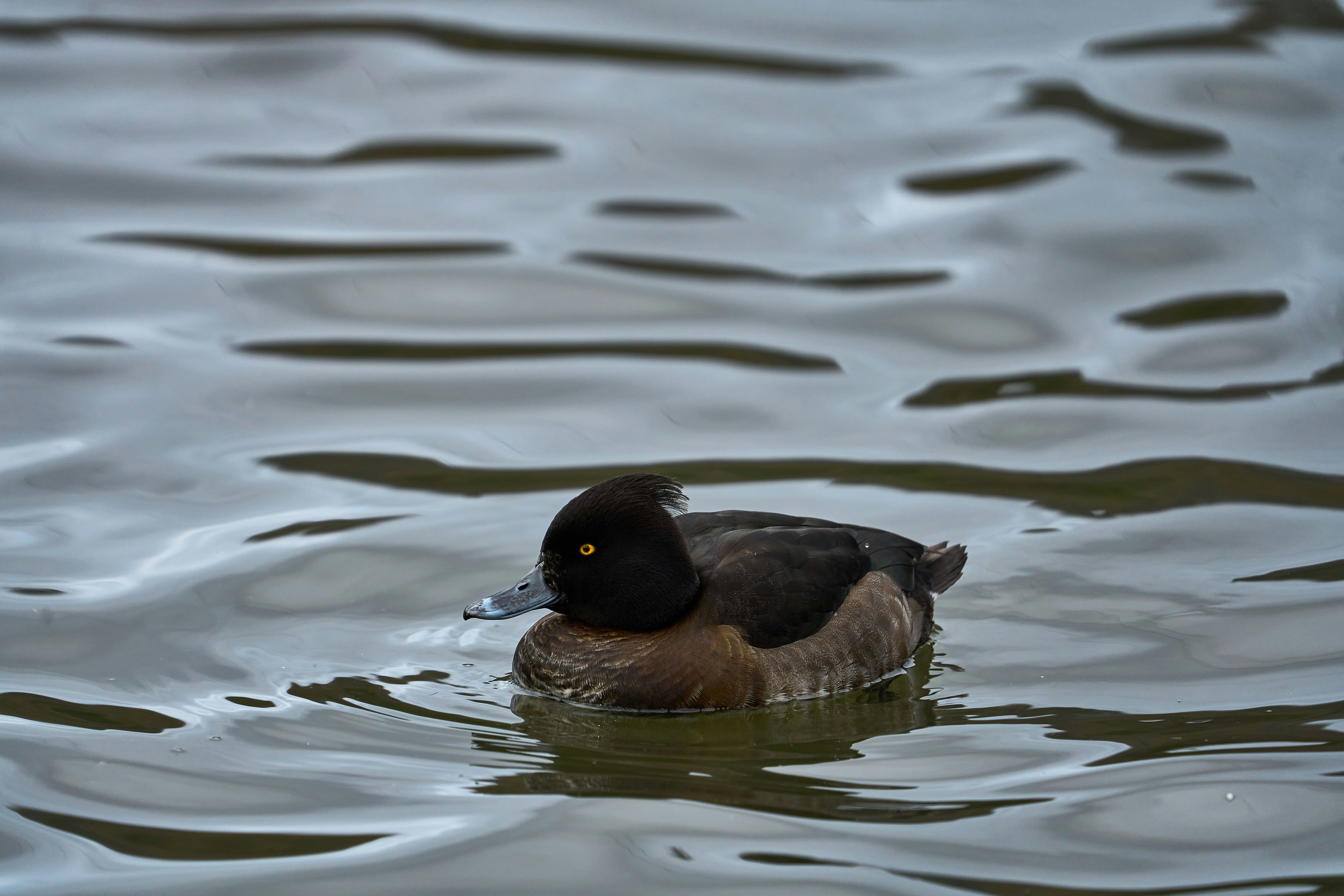 Photo by wolfgang_hasselmann