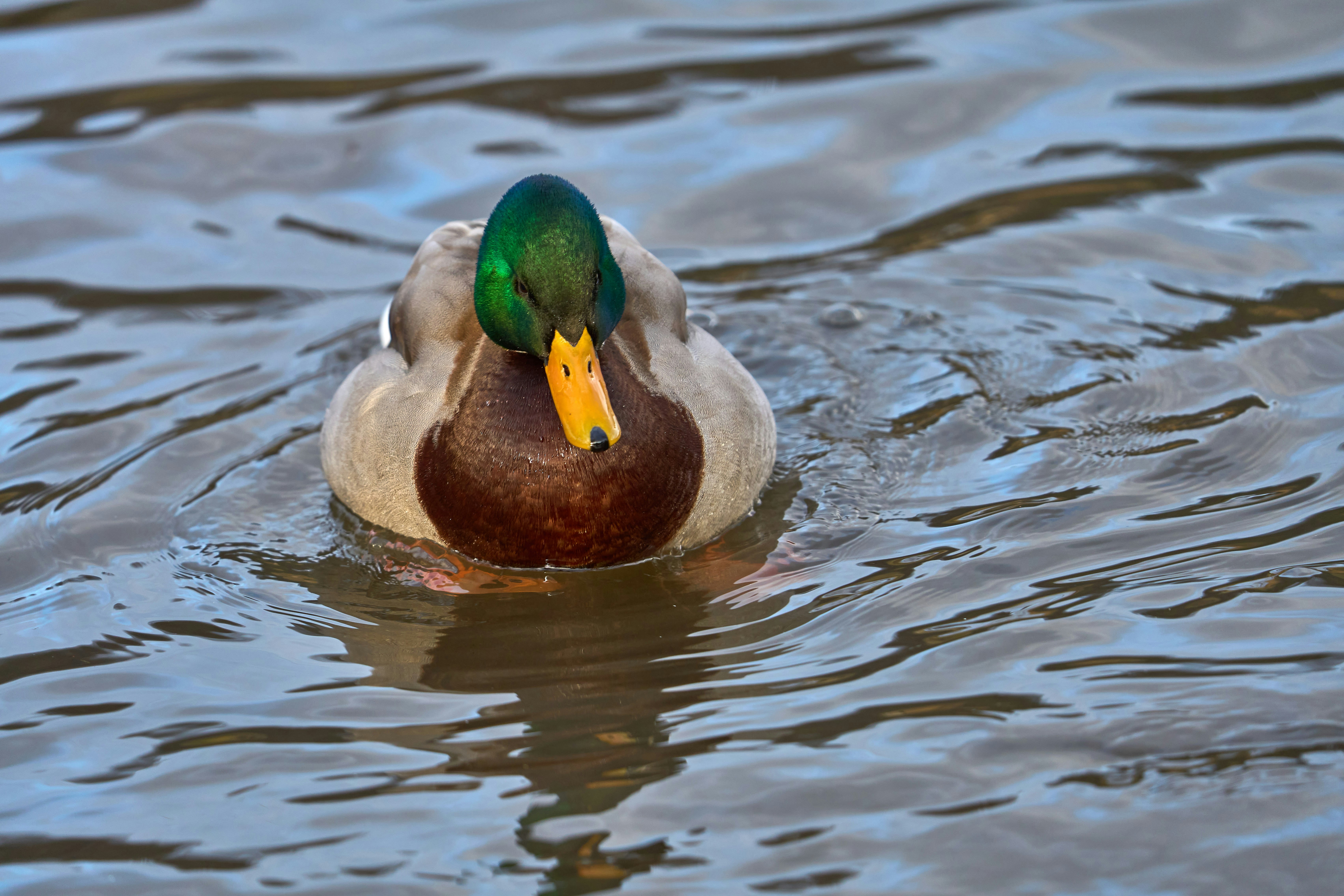 Photo by wolfgang_hasselmann