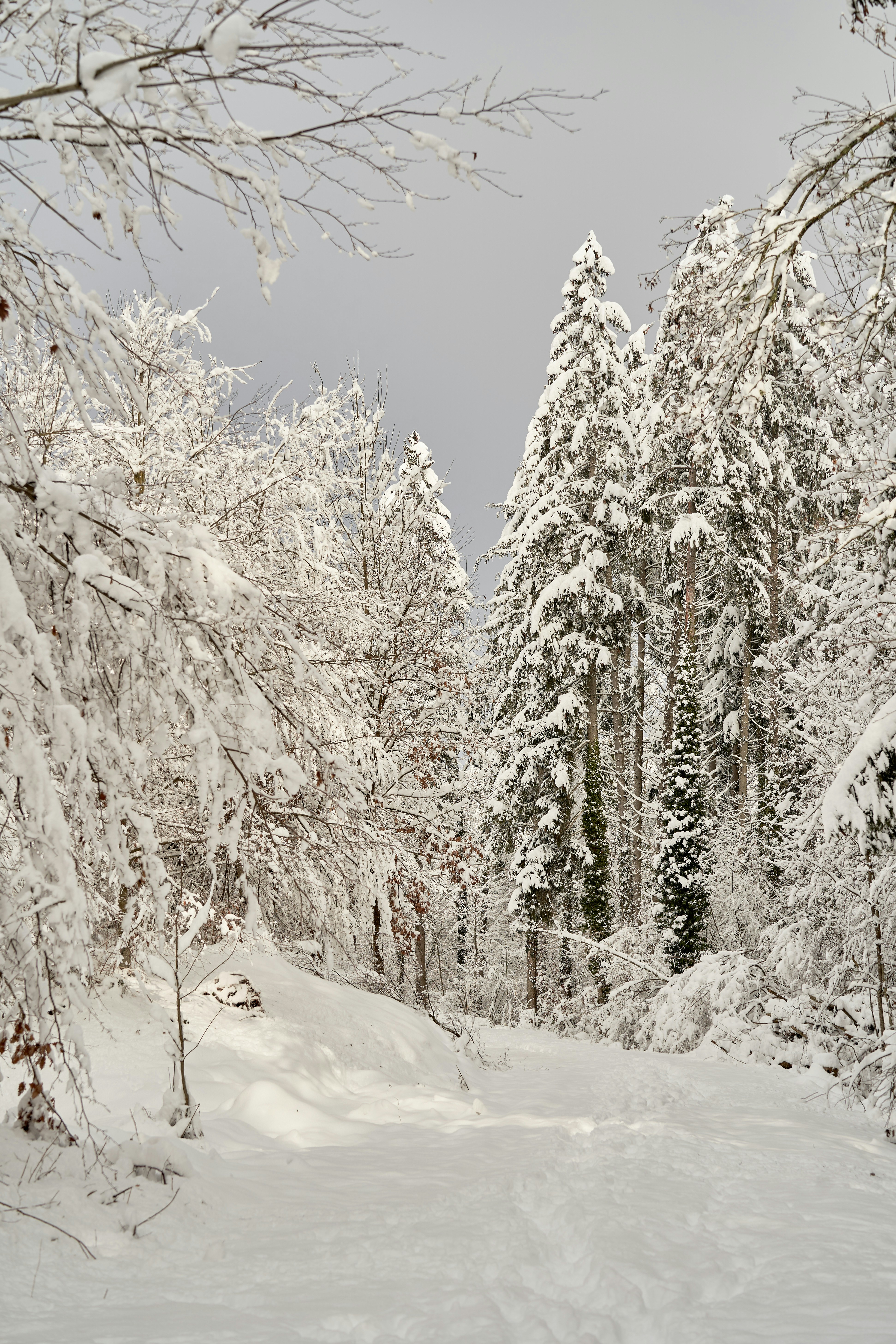 Photo by wolfgang_hasselmann