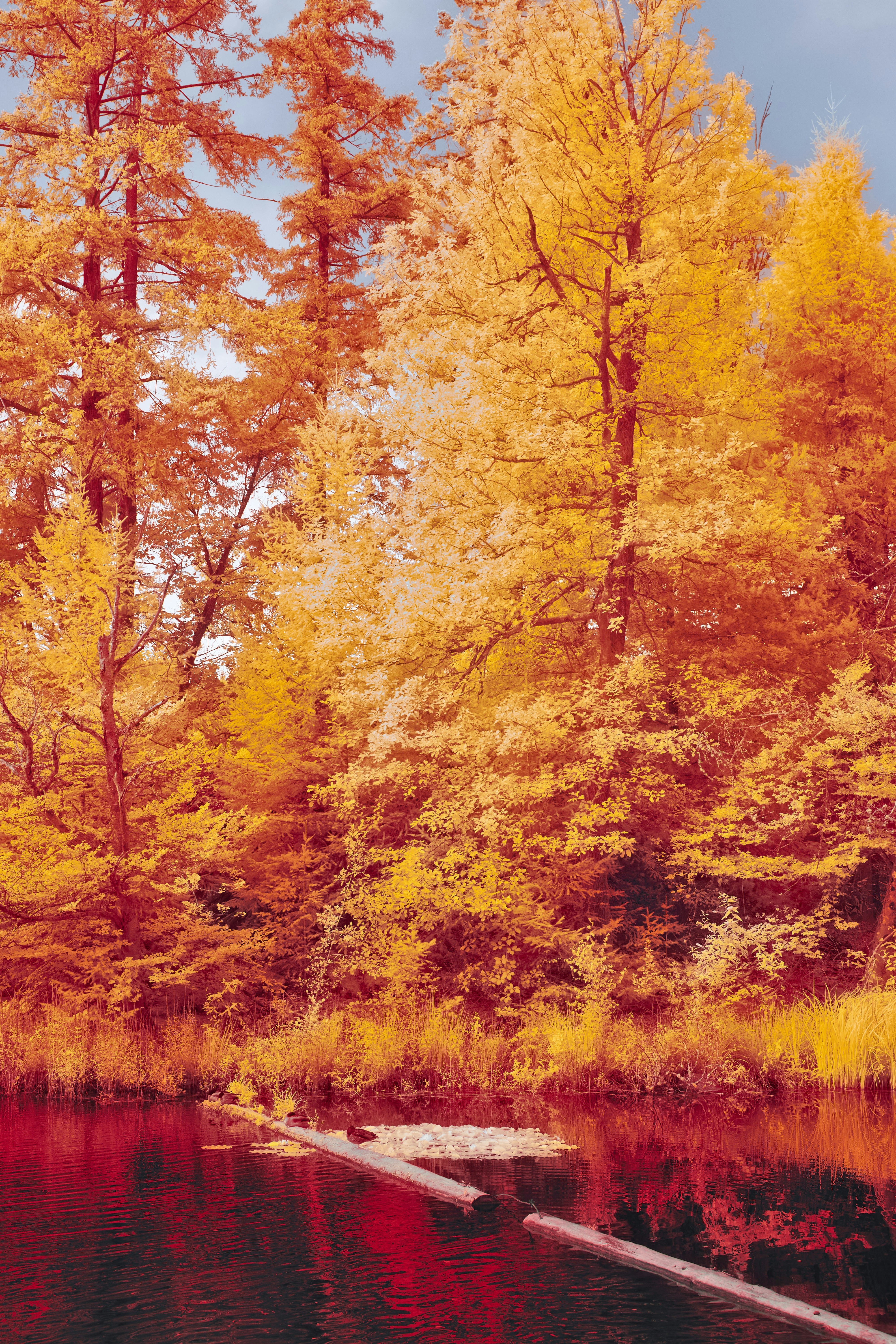 Photo by wolfgang_hasselmann