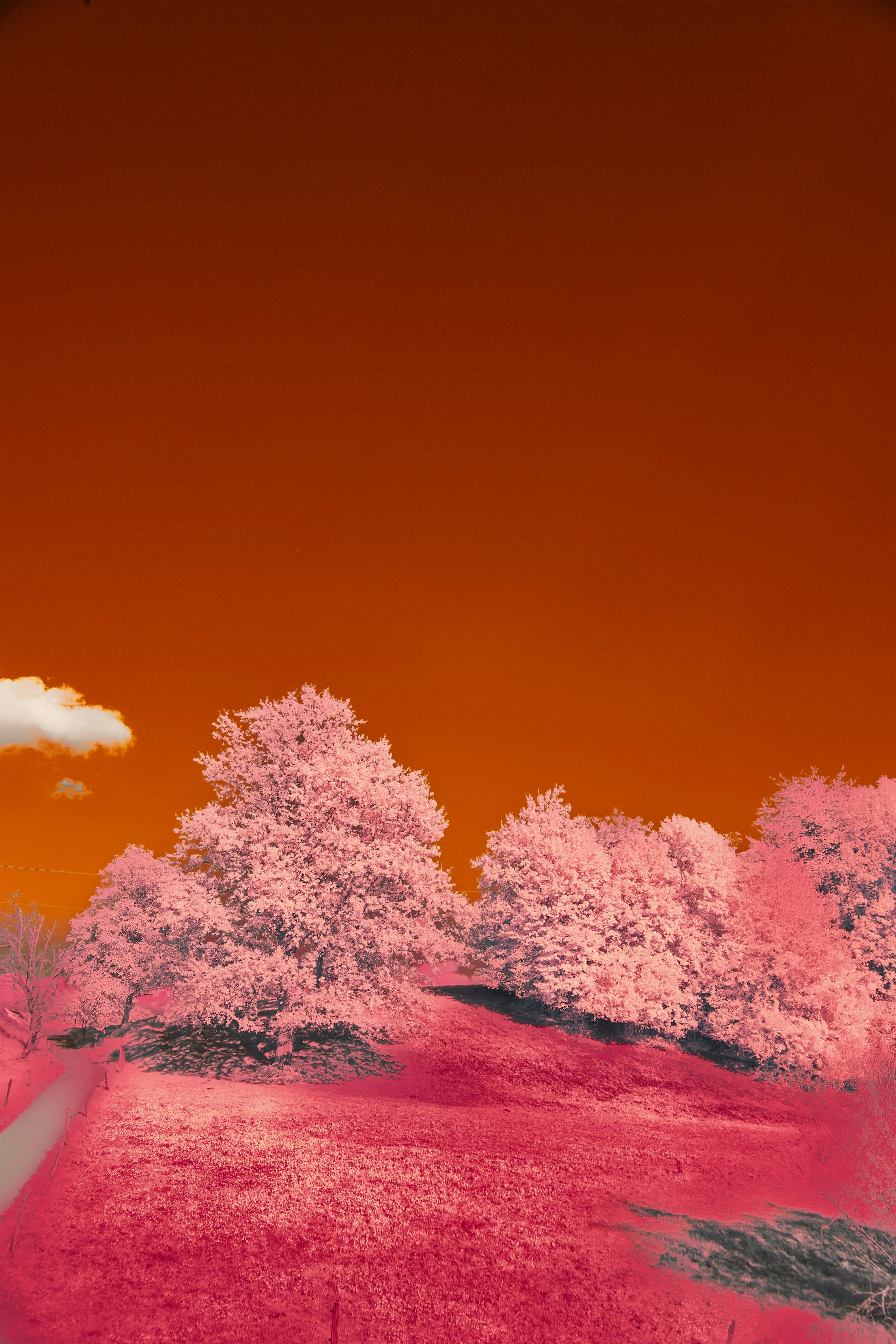 Photo by wolfgang_hasselmann