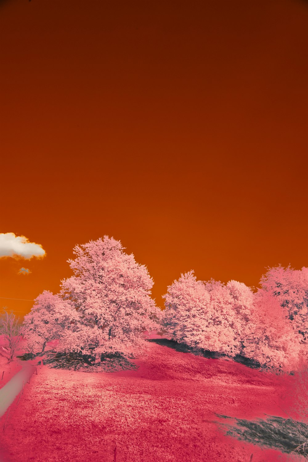 a group of trees with pink blossoms