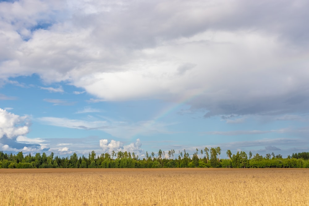 a field with trees in it