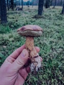 Hands gently holding a freshly harvested bunch of vibrant, earthy mushrooms against a natural farm backdrop.