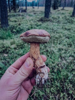 A hand is holding a freshly picked mushroom in a forest setting. The background is filled with lush green grass and tall trees, suggesting it is deep within a natural woodland area.