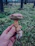 A smiling woman holding a basket filled with freshly foraged wild mushrooms in a sunlit forest.