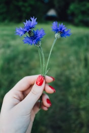 Close-up of neatly manicured hands with glossy pastel pink nails holding a small bouquet of wildflowers.