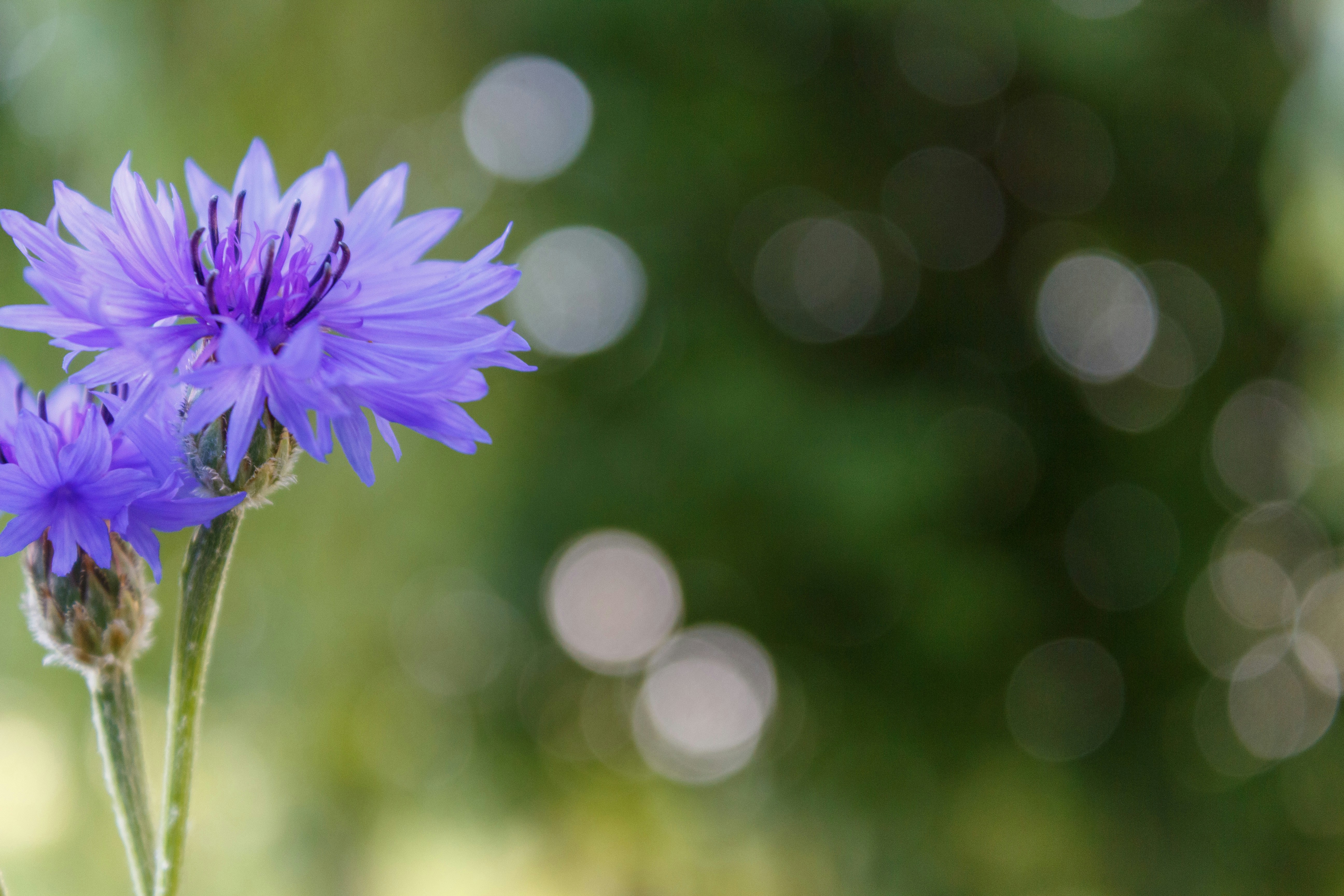 Photo by viktorsmoliak