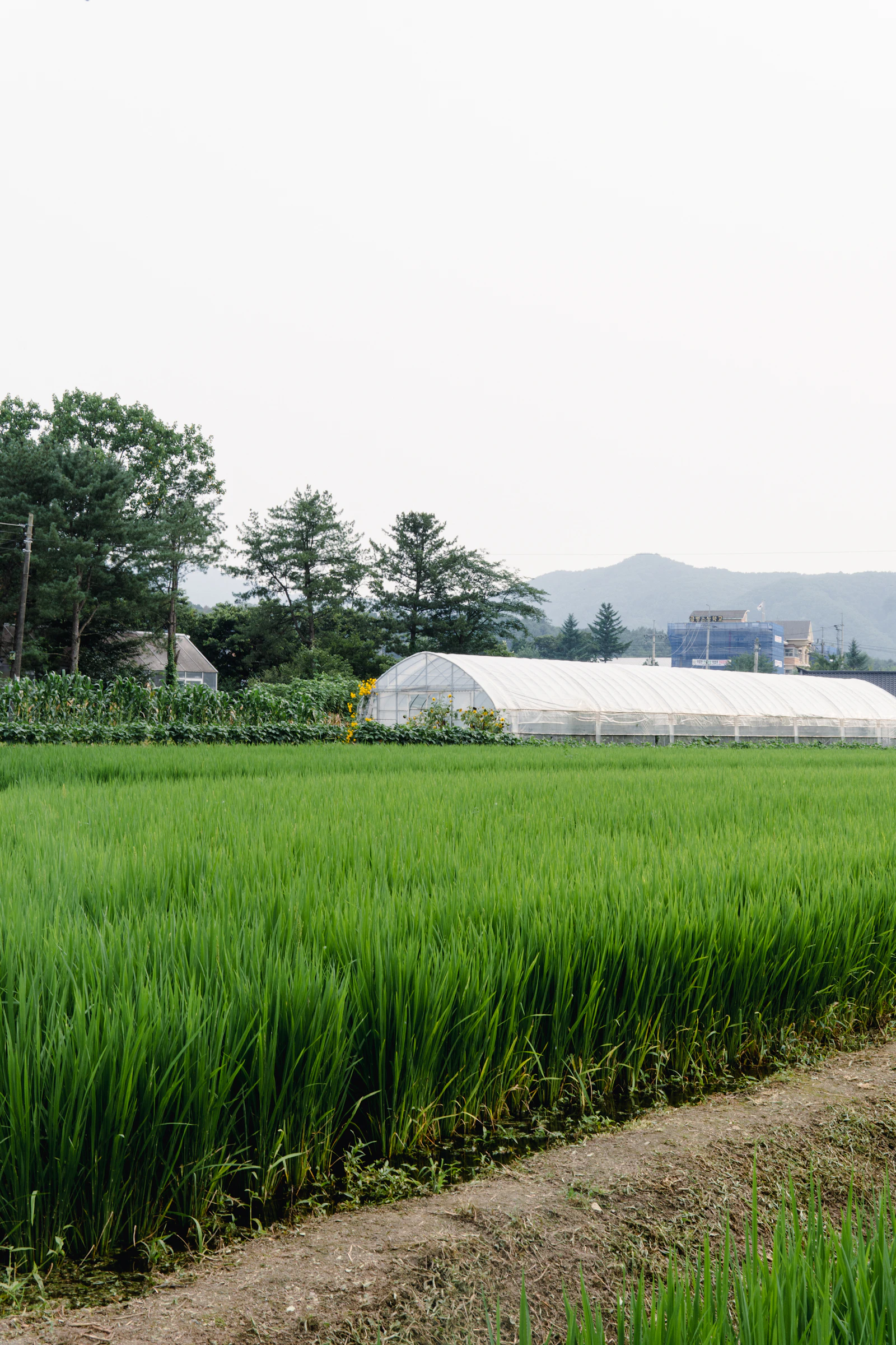 Campagna e risaie della provincia di Jeolla del Nord in Corea del Sud