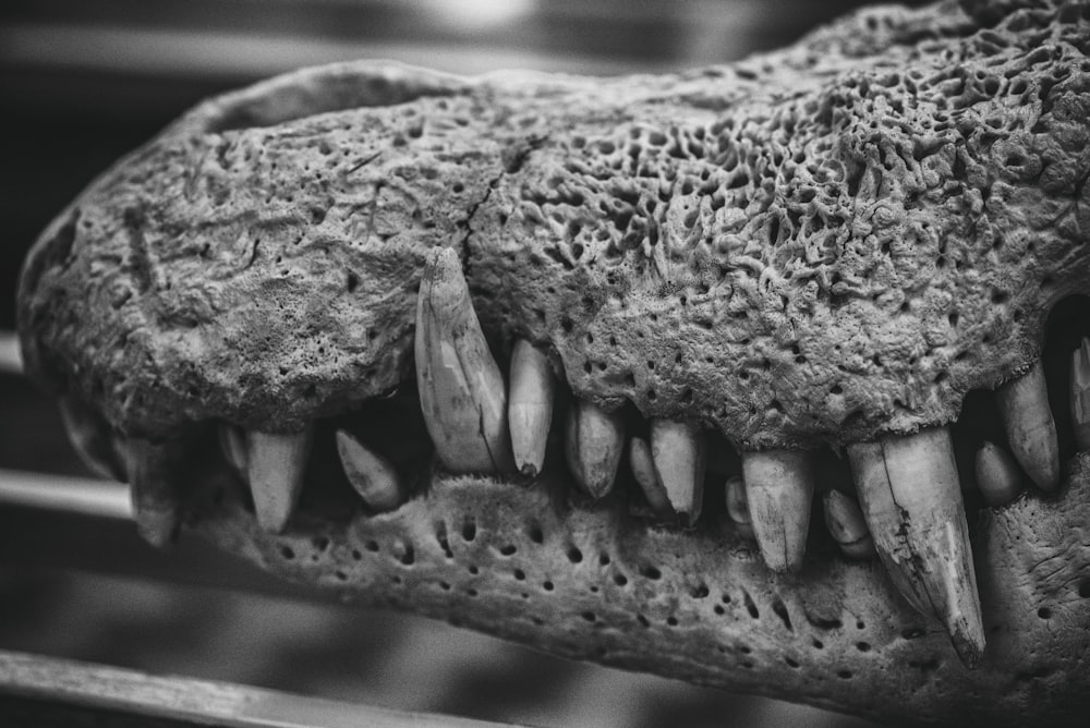 a close-up of a skull