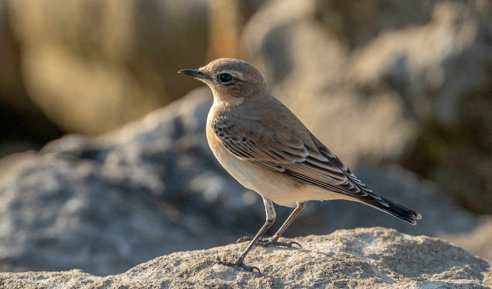 a small bird on a rock