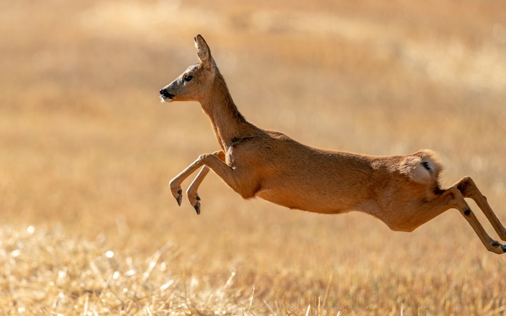a kangaroo jumping in the air
