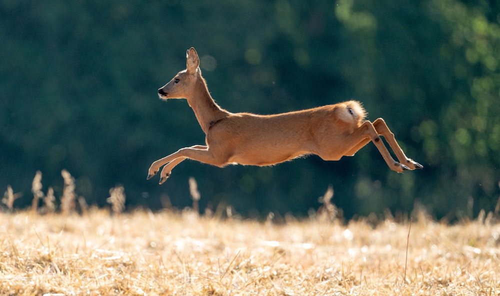 a deer jumping in the air