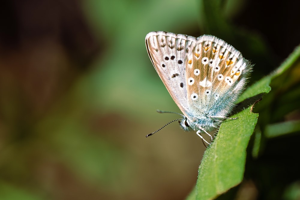 a butterfly on a leaf