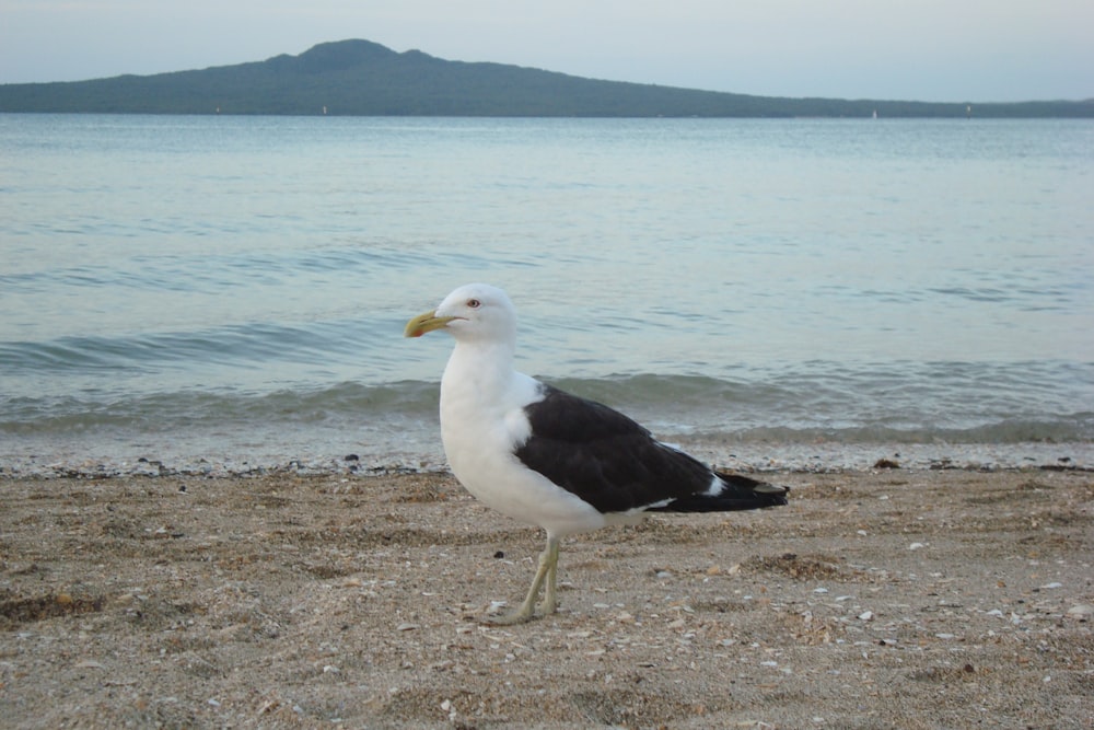 a seagull on a beach