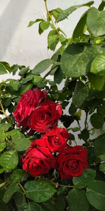 A vibrant bouquet of assorted roses with dew drops in natural light