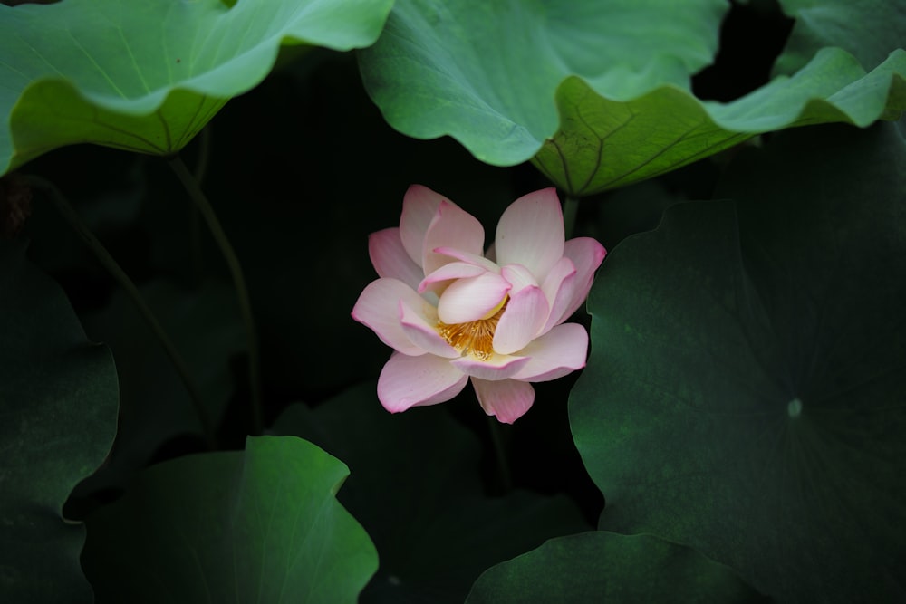 a pink flower surrounded by green leaves