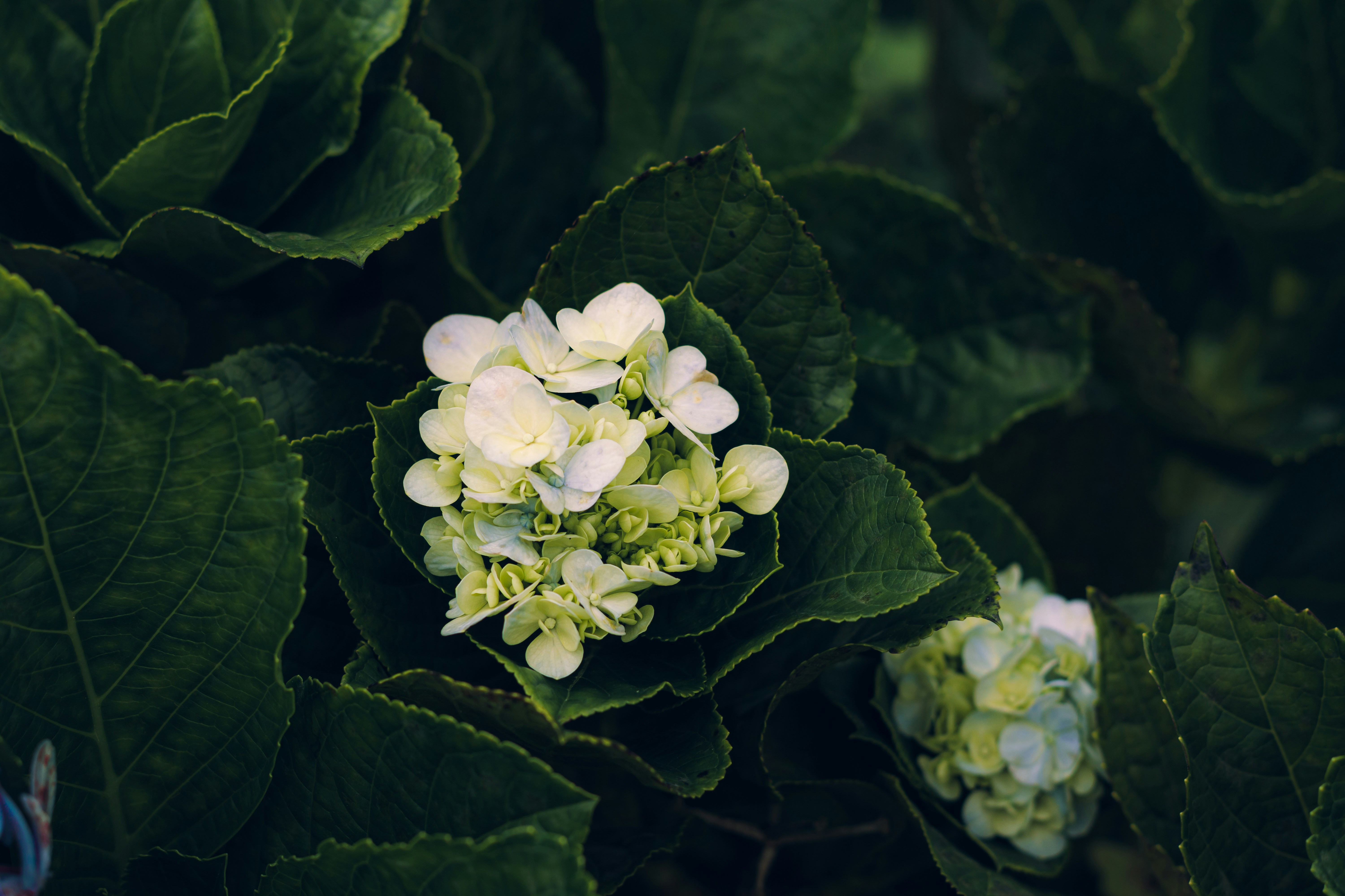 Photo by dhilipantony