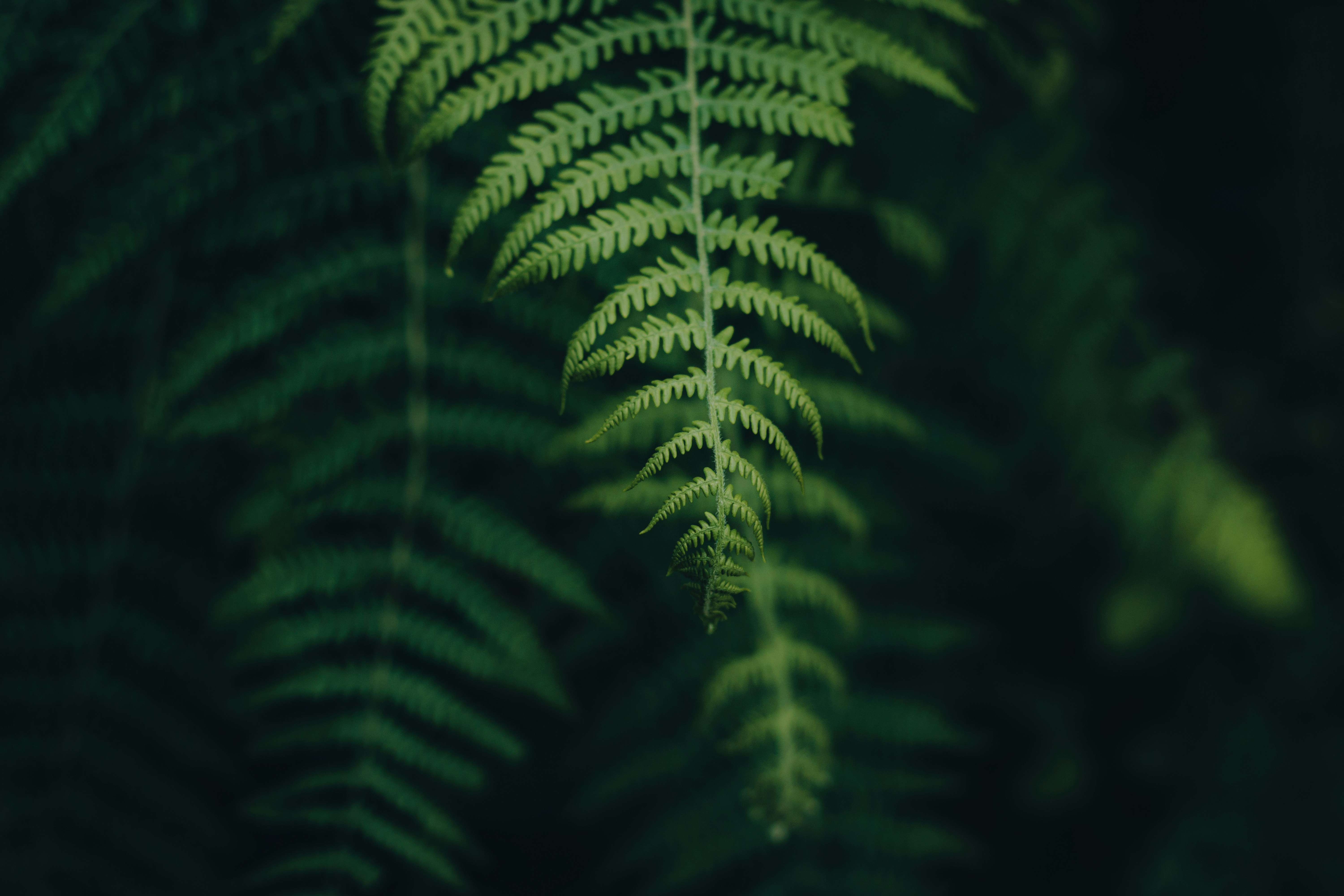 Photo by dhilipantony