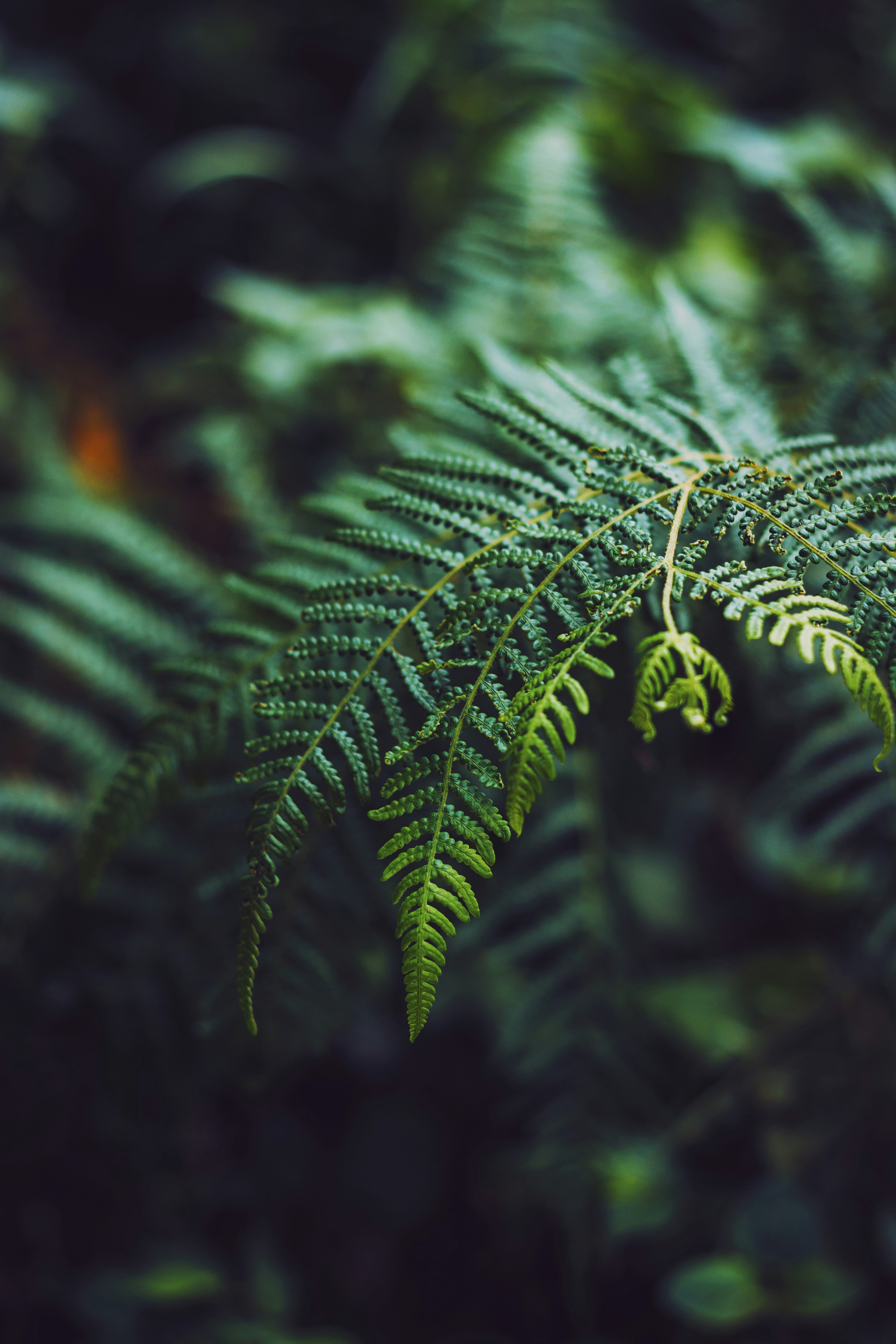 Photo by dhilipantony