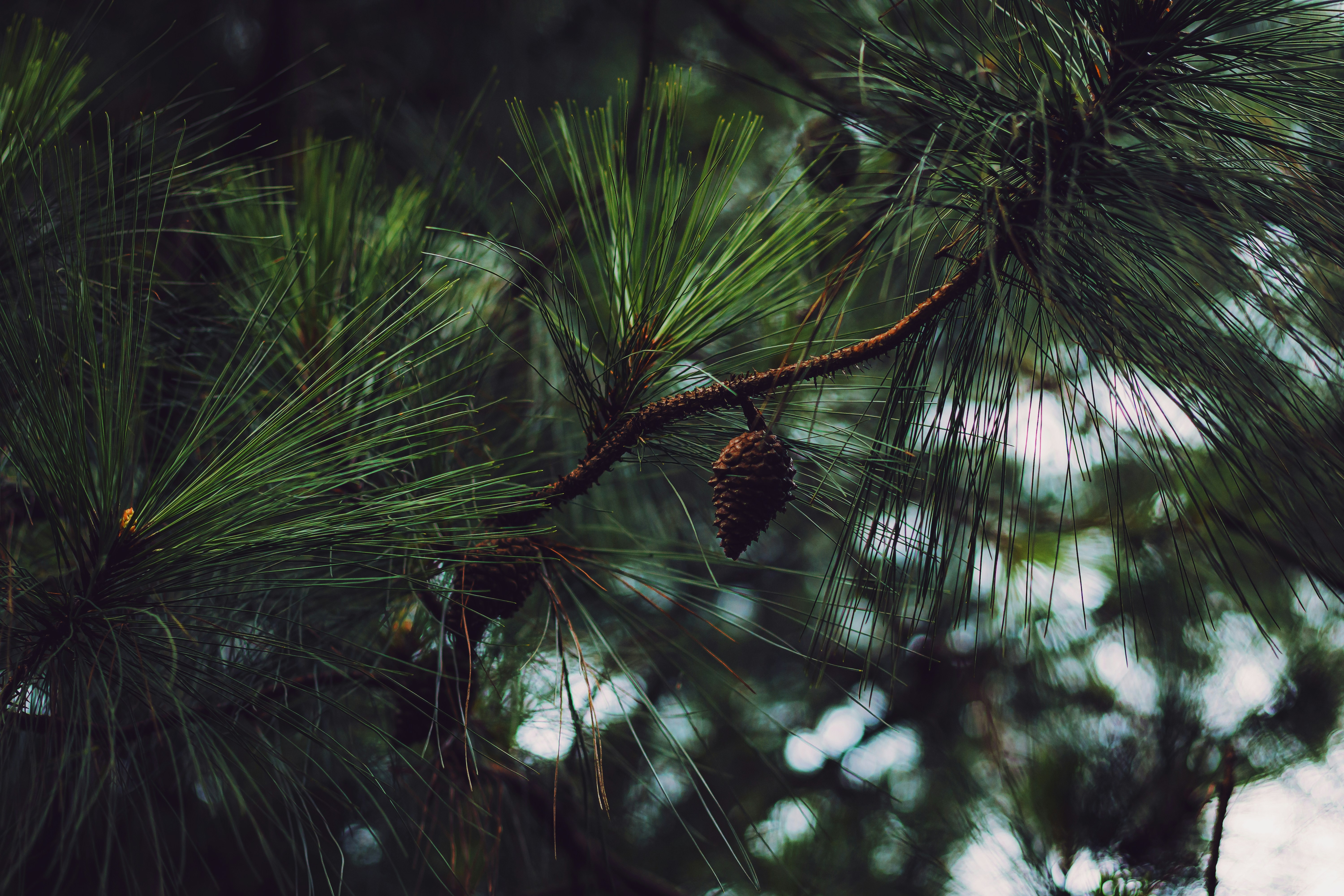 Photo by dhilipantony