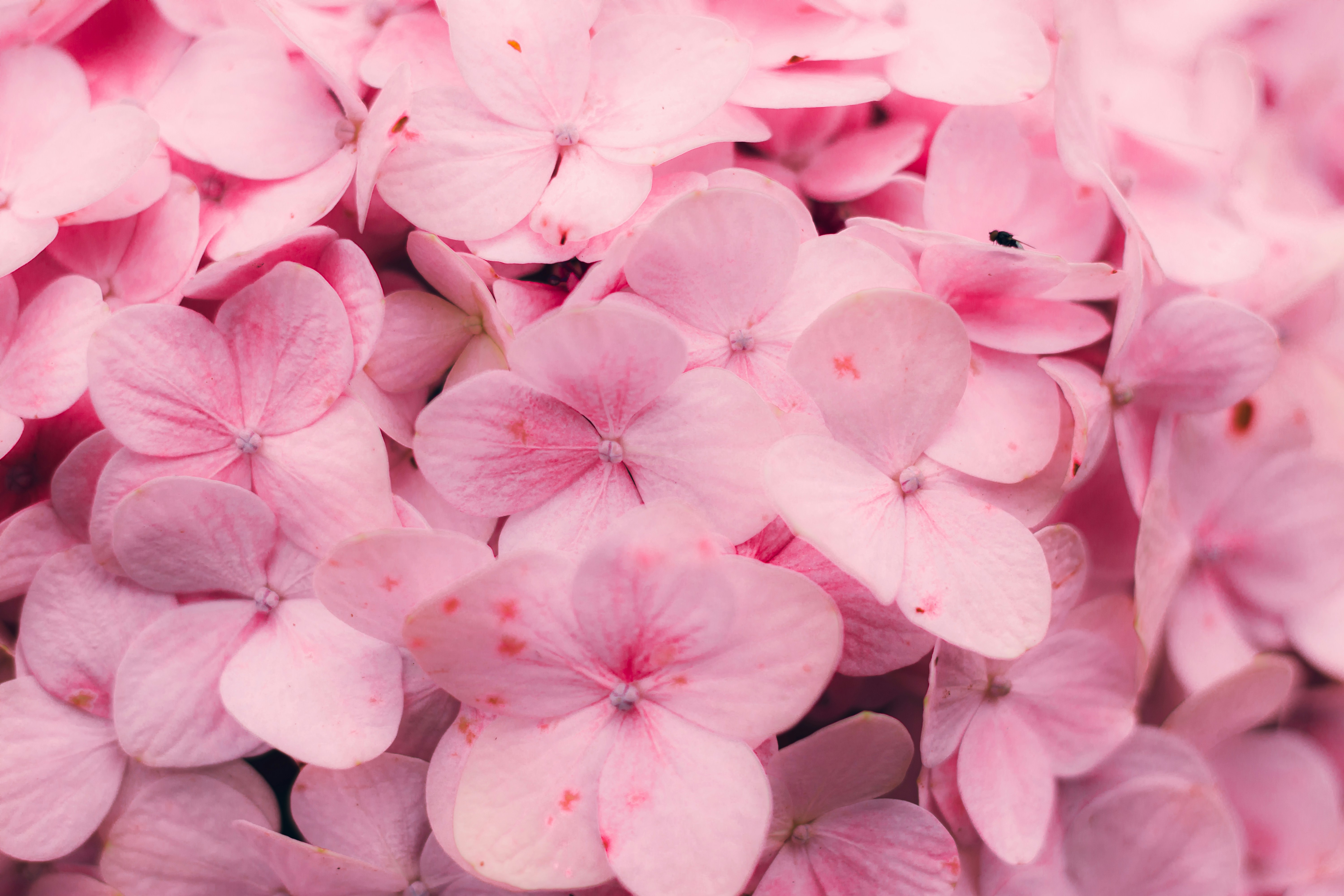 Photo by dhilipantony