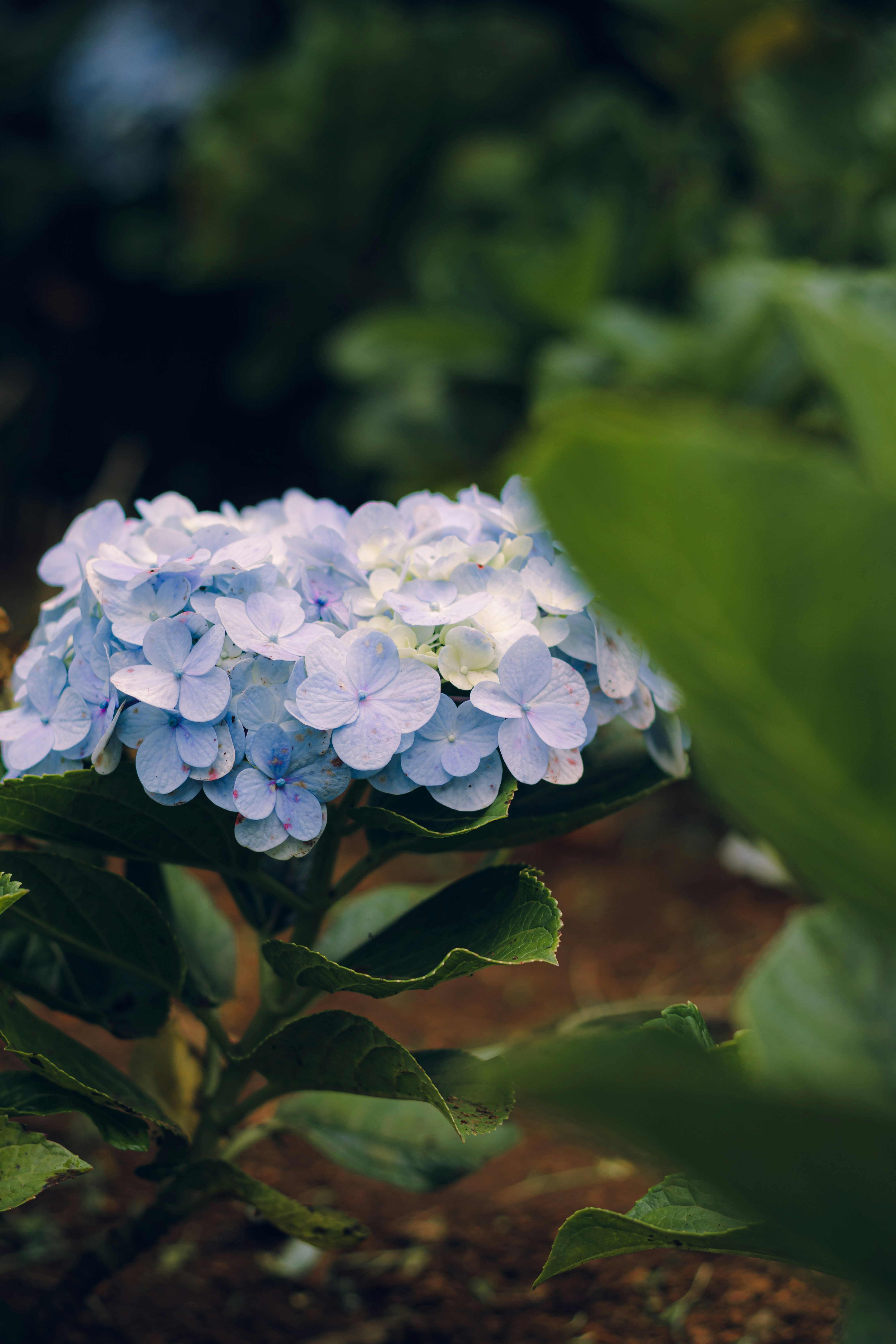 Photo by dhilipantony