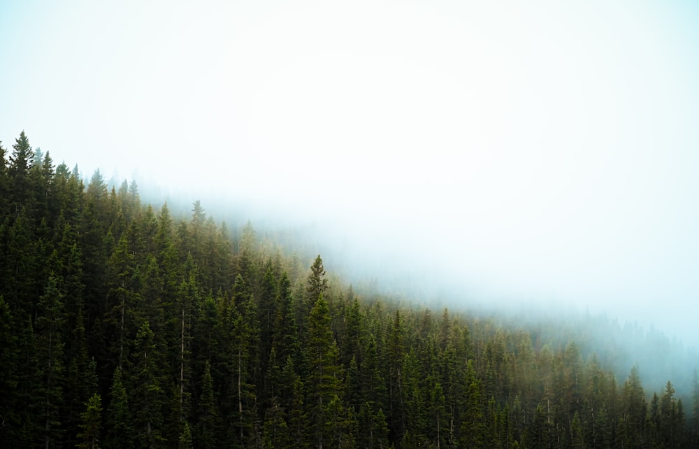 a forest of trees