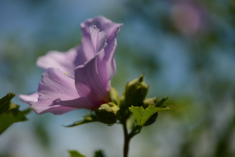 a purple flower with yellow center