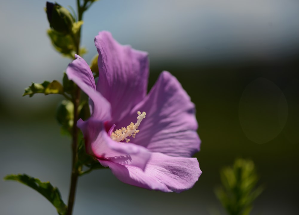 a purple flower with green leaves