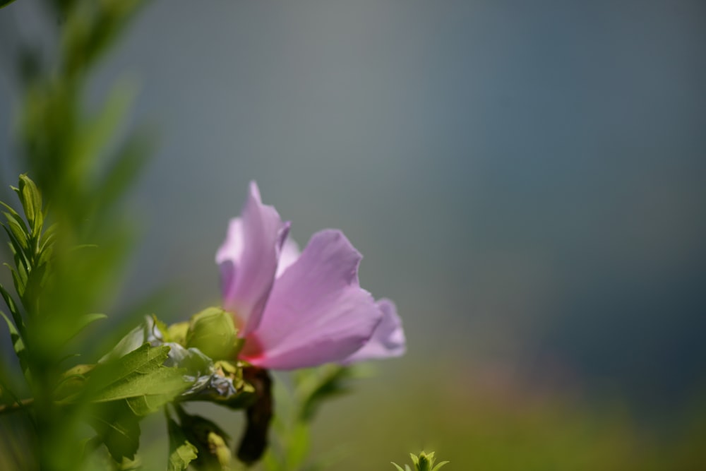 a purple flower with green leaves