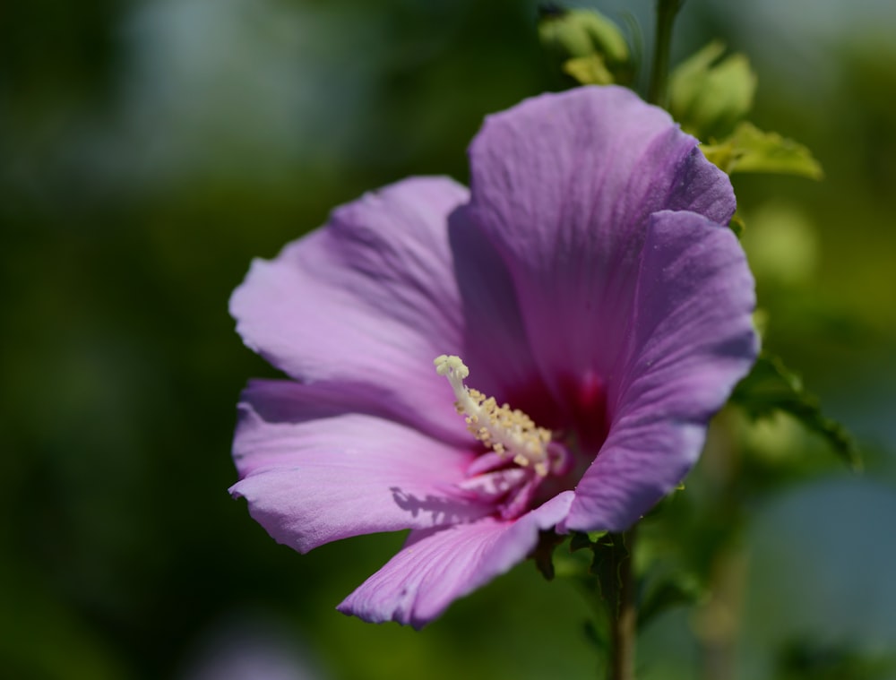 a purple flower with green leaves