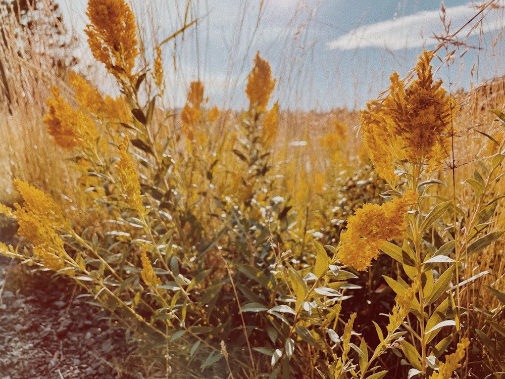 a close up of a plant