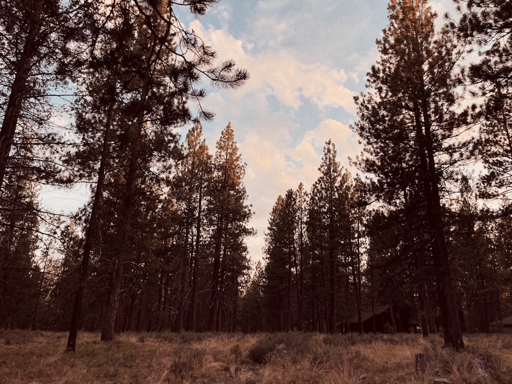 a tree in a forest