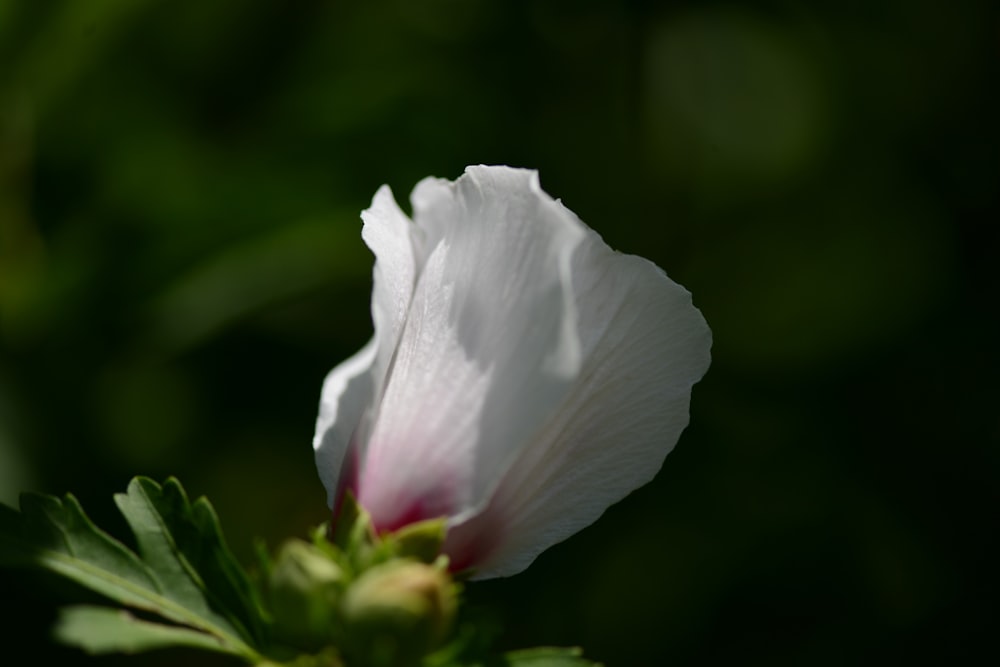 a white flower with green leaves