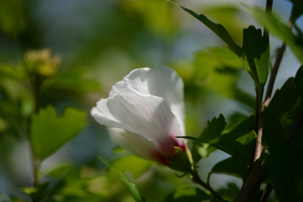 a white flower on a plant