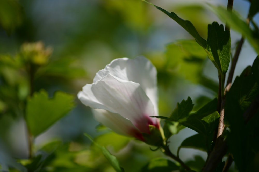 une fleur blanche sur une plante
