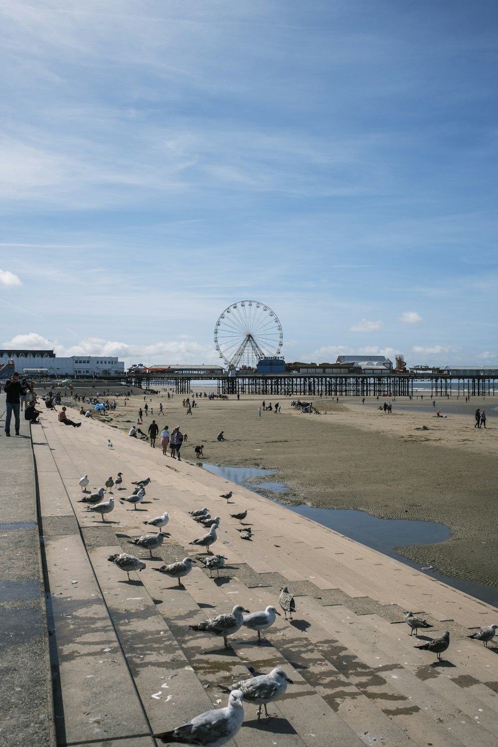 a group of birds on a beach