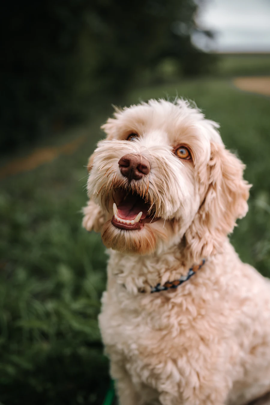Happy labradoodle smiling in the grass