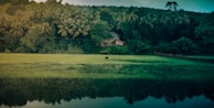 A serene landscape featuring a lush green field with a single cow grazing in the middle. In the background, dense trees and palm trees form a thick forest canopy. A small house with a red roof is nestled among the trees. The foreground showcases a reflective water body that mirrors the surrounding greenery.