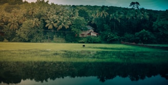A serene landscape featuring a lush green field with a single cow grazing in the middle. In the background, dense trees and palm trees form a thick forest canopy. A small house with a red roof is nestled among the trees. The foreground showcases a reflective water body that mirrors the surrounding greenery.