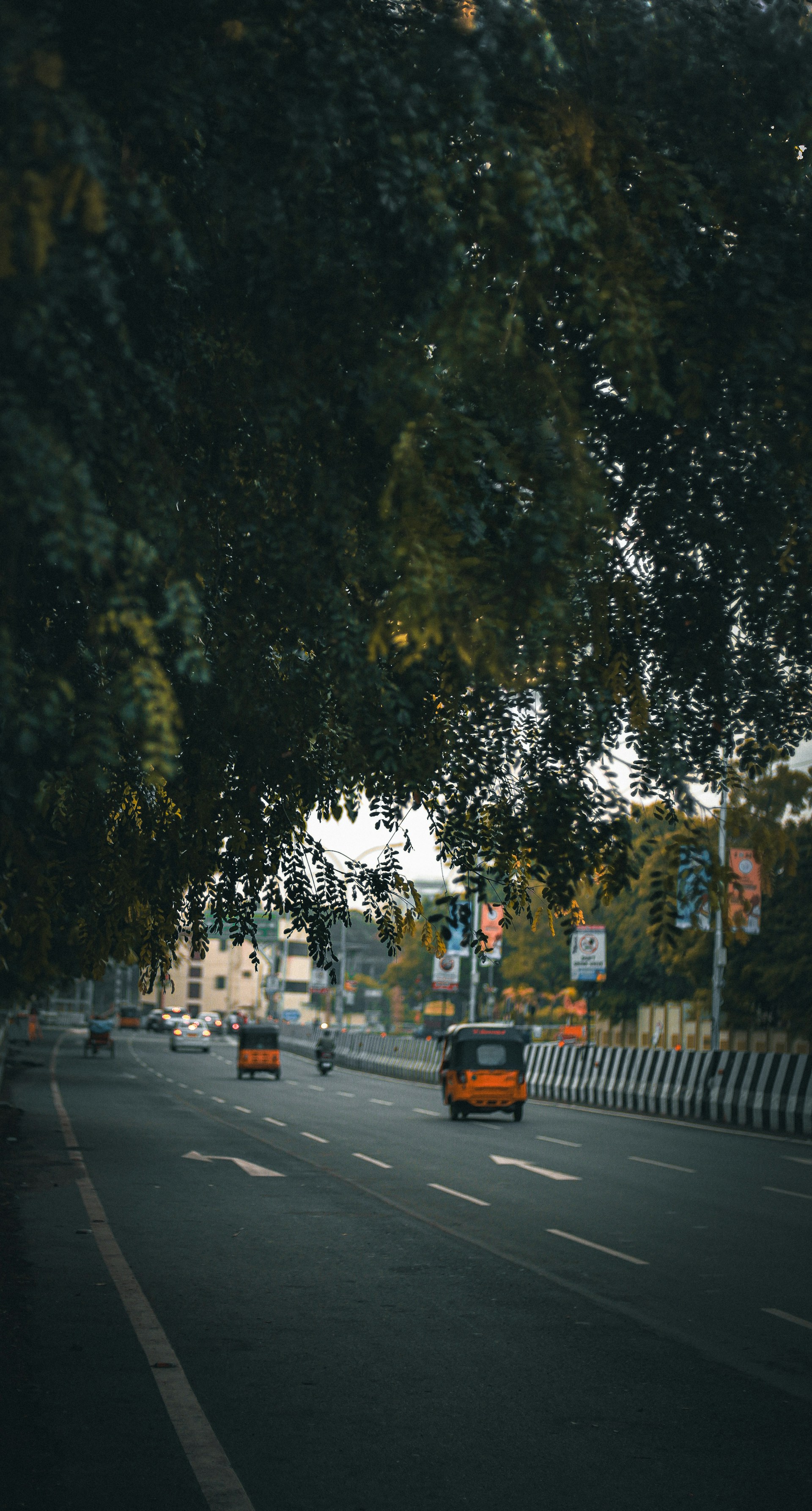 a street with cars and trees on the side
