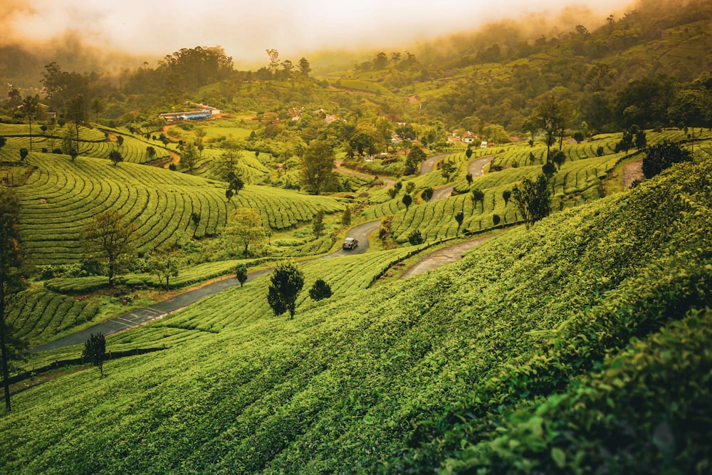 uma paisagem com árvores e grama