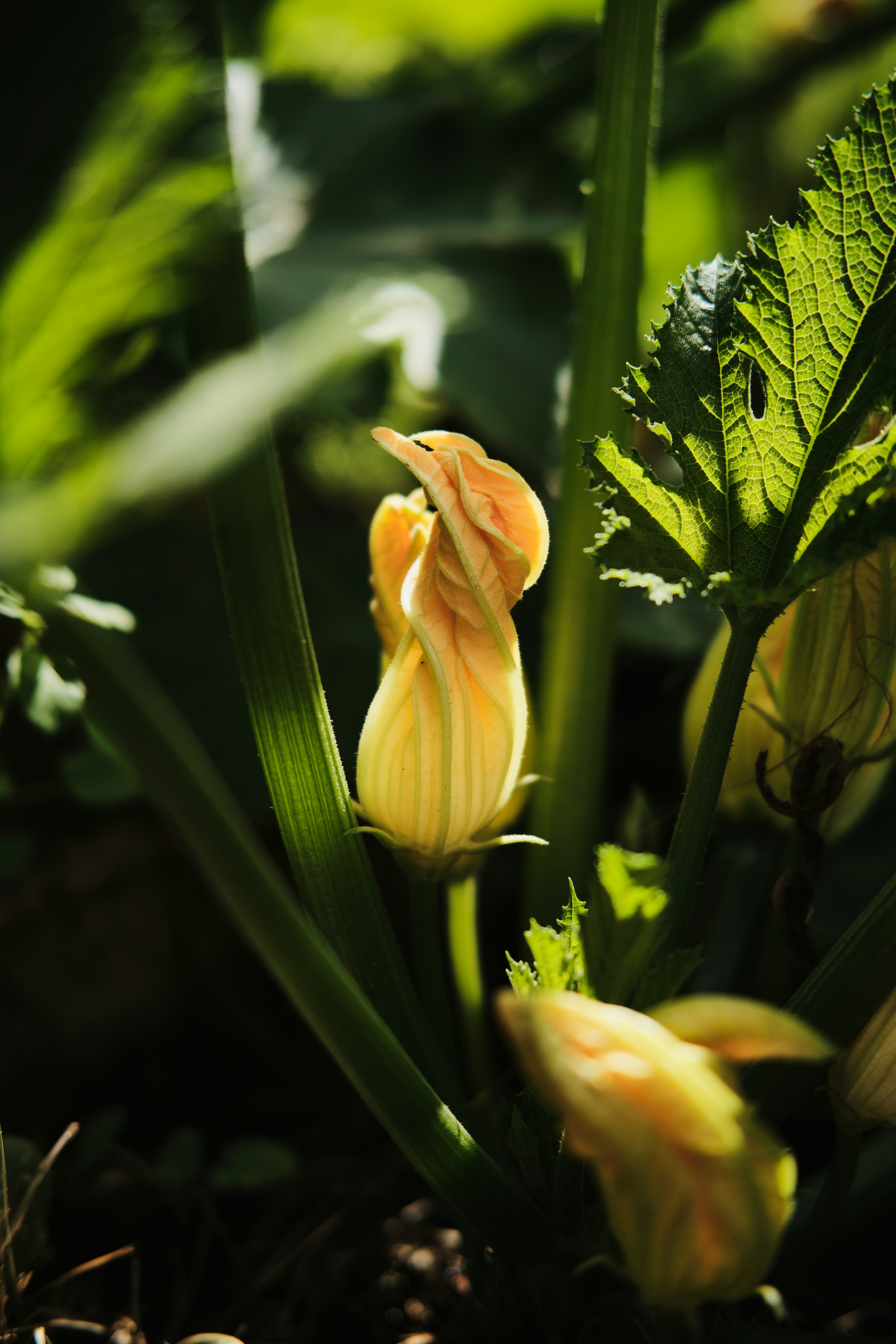 Photo by kazusaki_sagar