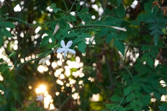 Soft-focus shot of jasmine blossoms intertwined with a lit soy wax candle casting warm light.