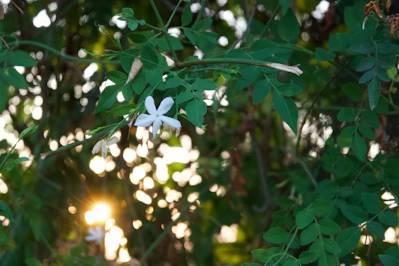Close-up of blooming roses and jasmine flowers with soft sunlight