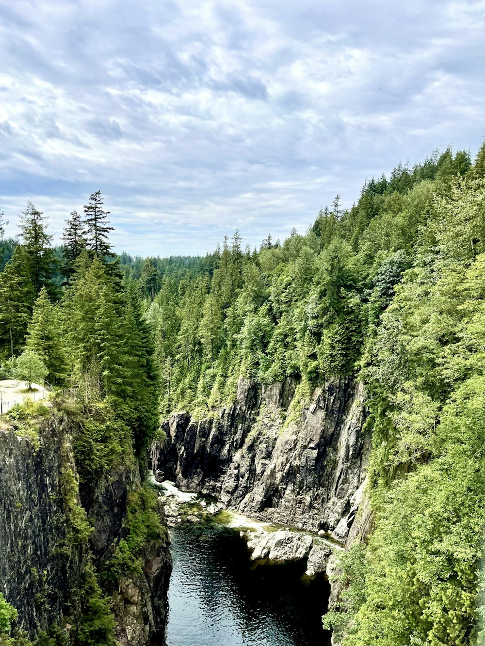 a river running through a forest