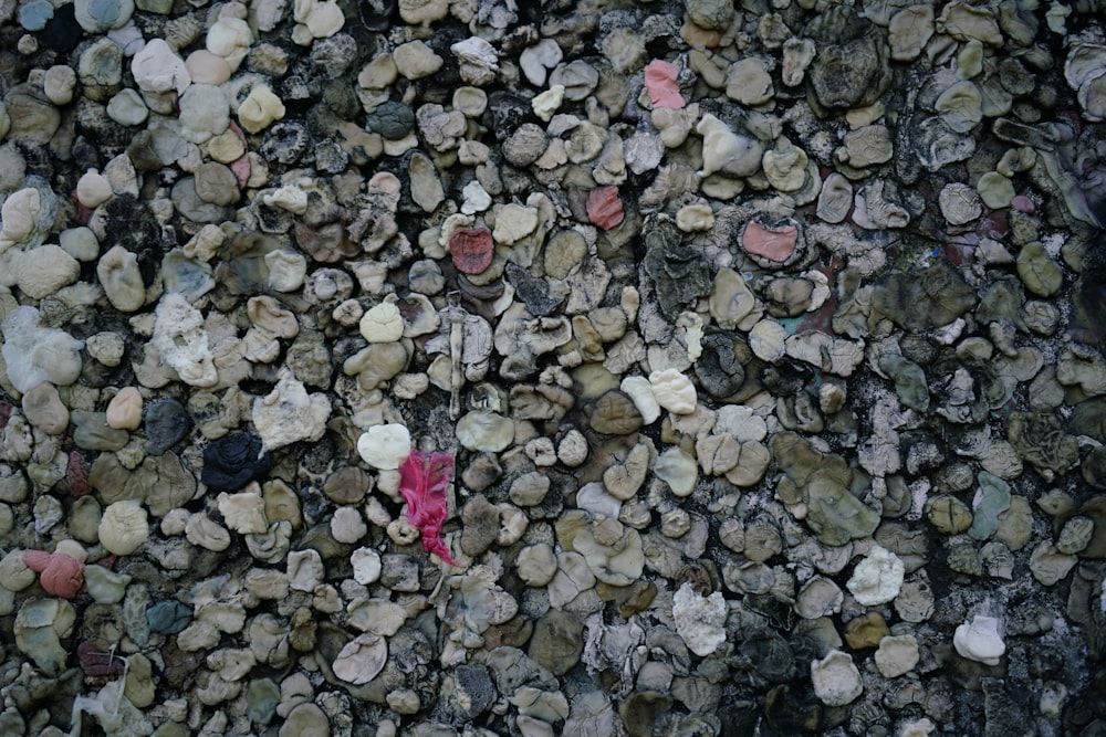 a group of small pink flowers on a rocky surface