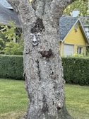A tree with an intriguing face-like carving on its trunk, set in a residential neighborhood. The tree is covered in rough bark with patches of moss or lichen. In the background, there is a well-maintained lawn and a hedge, along with a distinctive yellow house with a grey roof.